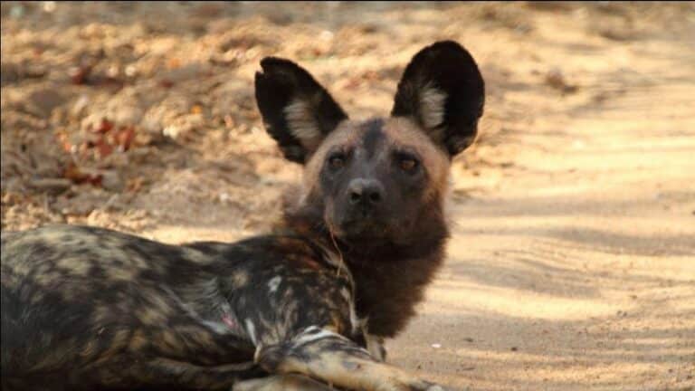 3 Day Kruger Budget Tented Safari